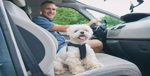 A man drives a car with a small white dog wearing a harness sitting on the passenger seat, mindful of safety tips to avoid traffic accidents as they head out for their holiday plans.