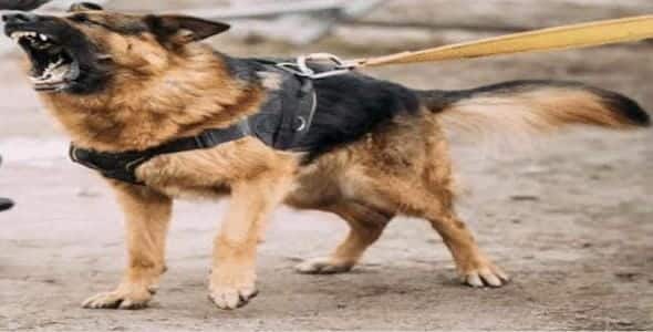A German Shepherd on a leash is barking, ears perked up and tail raised, standing on a dirt surface in Michigan.